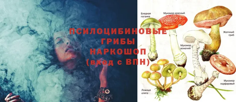 Галлюциногенные грибы Psilocybine cubensis  Кунгур 